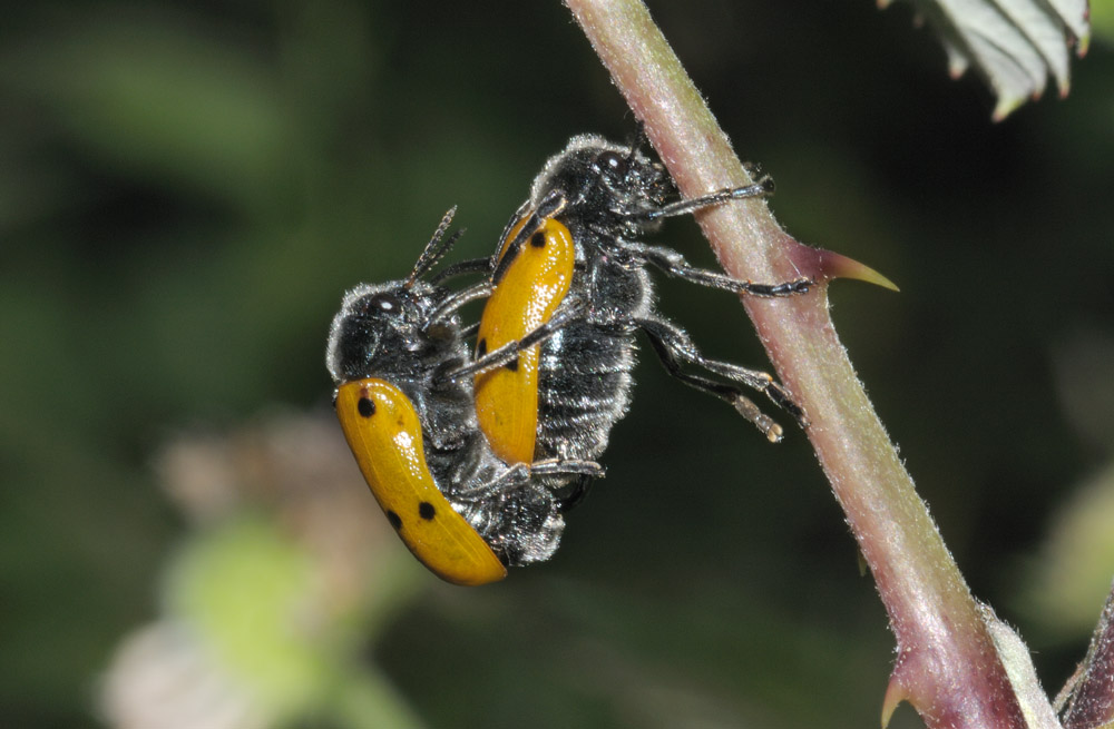 Lachnaia sp.